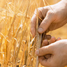 Scientists hands examine a barley spike