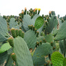 Opuntia cacti in Arribes del Duero Natural Park in Spain