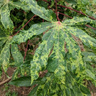 Viral transmission of Cassava mosaic disease by B. tabaci whitefly on a leaf