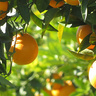citrus orchards near segunto from wikicommons