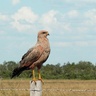 Savanna hawk is a widespread species that invades formerly forested areas after clearance