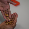 Dr Ahmed Warsame working with cowpea (Vigna unguiculata) at the Crop Science Centre, Cambridge. Filming and images by WebsEdge Science.