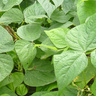 Phaseolus vulgaris bean plants in a field
