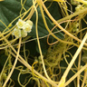 Dodder on tomato plants