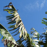 Banana cultivation in Benin, West Africa