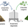 Digestate process to produce vitamin B12