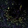 Confocal image of Marchantia meristem displaying multiple fluorescent reporters from the promoter collection