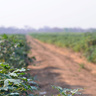 Cassava crop field in Sub-Saharan Africa