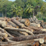 Tropical forest logging concessions