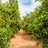 Orange orchard in Alzira, Valencia Provence, Eastern Spain. Getty images. Credit © Allard Schager.