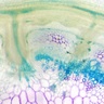 Plant cross section illustrative image 