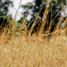 Dry grass similar to crops in a field