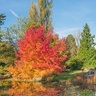Liquidambar styraciflua at Cambridge University Botanic Garden in full autumn colours. 