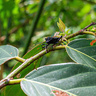 Pentatomid bug on a tree branch in a tropical forest