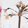 Type specimen of Amaryllis banksiana