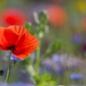 Meadow flowers. Photo credit: Howard Rice.