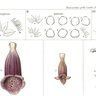 Section of a plate from ‘On the Examination of a Hybrid Digitalis, 1831’ published by Cambridge Philosophical Society.