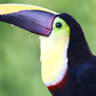 Yellow-throated toucan (Ramphastos ambiguus). Photo by Joe Tobias.