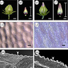 petal ridge formation composite image