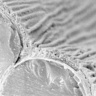 ransversal section of a Hibiscus trionium petal (CryoSEM). The adaxial epidermis cells have ridges on their surface.