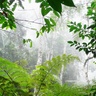 tropical forest