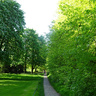urban forest in a park