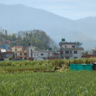 Nepal, wheat growing district. Image credit: J. Smith, University of Cambridge