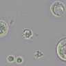 Tomato root protoplasts close up