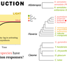 Induction of photosynthesis graphic