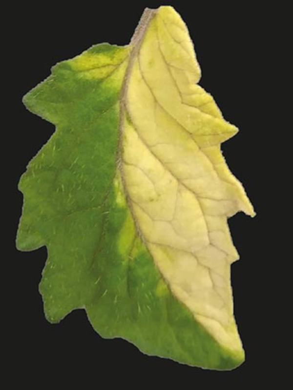 Paramutation in tomato. The yellow sector illustrates the effect of epigenetic silencing of the sulf  locus by paramutation