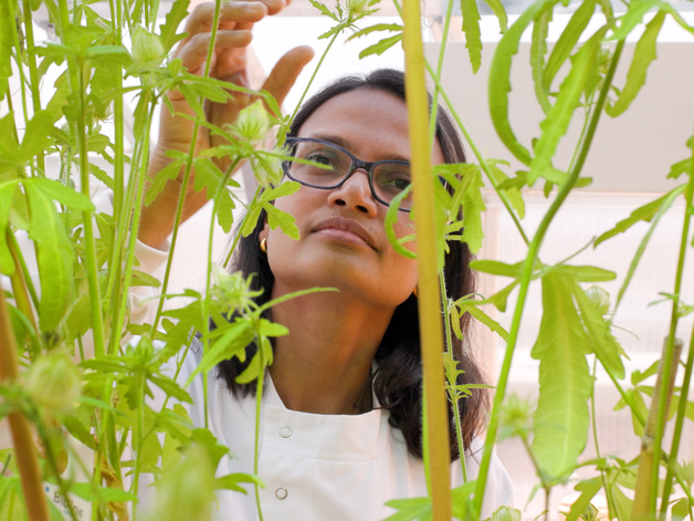 A Cambridge plant sciences researcher with hibiscus plants in one of our greenhouses.
