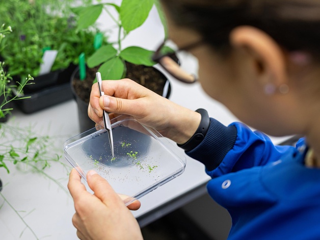 Researcher examining plants in a petri dish at the Crop Science Centre, Cambridge