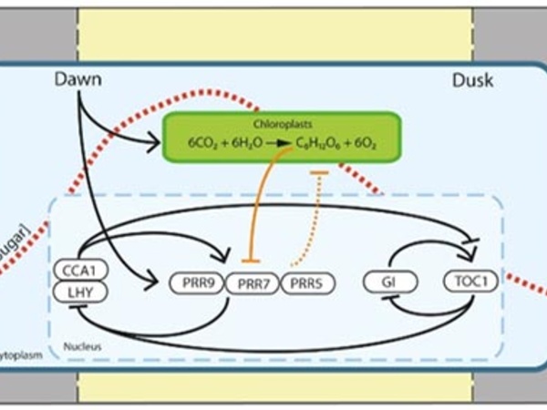 A molecular pathway by which sugars set the circadian oscillator to a metabolic dawn (Haydon et al., 2013 Nature 502, 689–692)