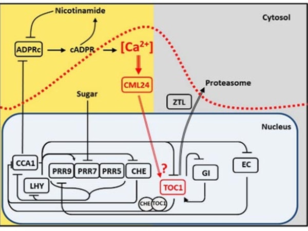 The role of Ca2+ in regulation of the circadian oscillator Reproduced from Marti et al., 2018 Nature Plants 4, 690-698