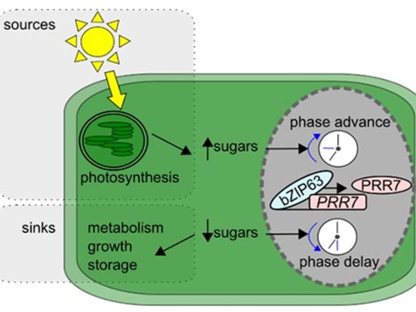Dynamical plasticity of the circadian clock in response to changes in the sugar status of the plant. Reproduce from Frank et al., 2018 Current Biology 28, 2597-2609