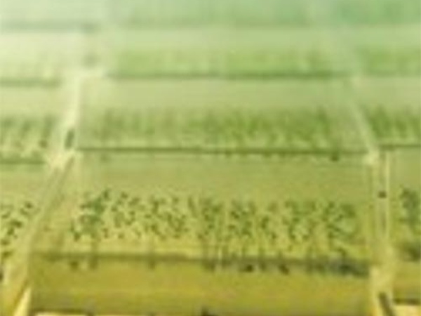 plant performance
