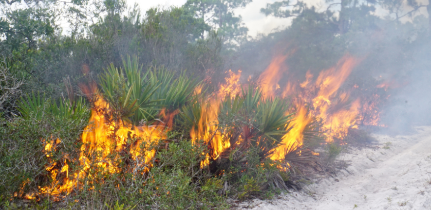 Prescribed burning to maintain scrubby flatwood habitat at Archbold Biological Station, Florida, USA. Photo by Courtney Currier.