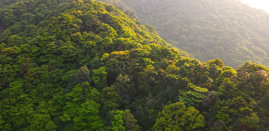 Forests in Hong Kong. Photo by Aland Chan.