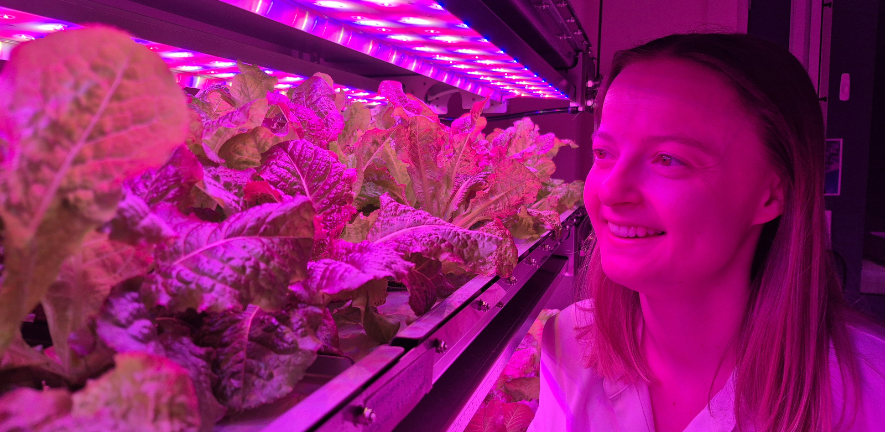 Dr Alison Gill from the University of Adelaide looks over a crop grown in a controlled environment.