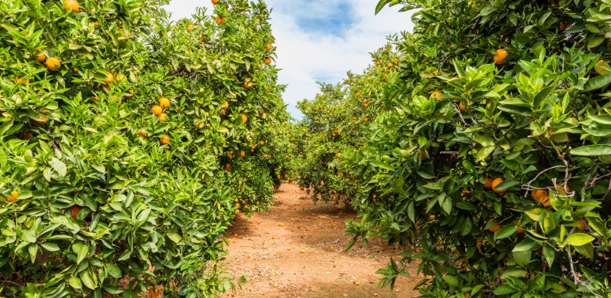 Orange orchard in Alzira, Valencia Provence, Eastern Spain. Getty images. Credit © Allard Schager.