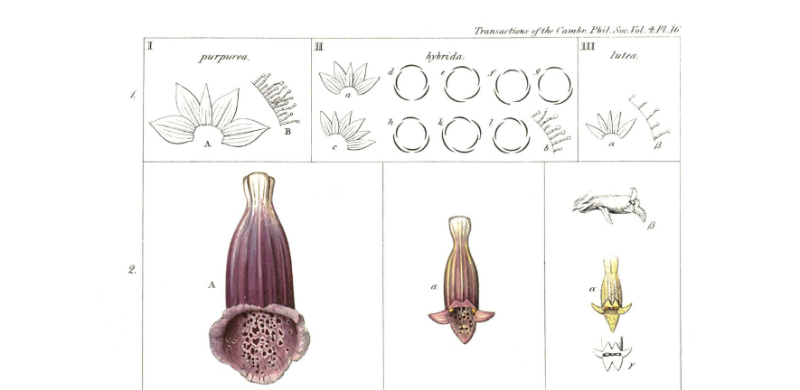 Section of a plate from ‘On the Examination of a Hybrid Digitalis, 1831’ published by Cambridge Philosophical Society.