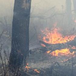 oak savanna burn image