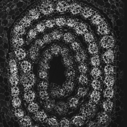 Electron microscopy images of cross sections of sorghum leaves. Credit: Dr Tina Schreier