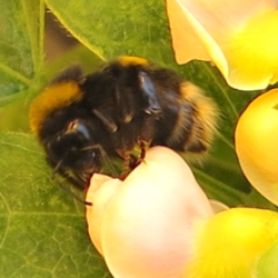Bumblebee visiting a flower on a BCMV-infected common bean plant. Photo by Alex Murphy.