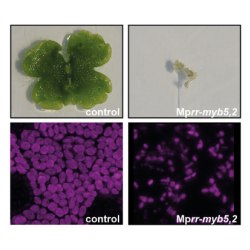 Left: Marchantia control and RR-MYB double mutant plants. Right: Arabidopsis wild type and RR-MYB double mutant plants, Bottom: confocal microscopy images showing the reduced chloroplast size in the mutants.