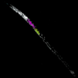 The accompanying confocal 3D projection of DAPI- and HCR in situ-labelled pre-parasitic Heterodera schachtii visualises transcripts of parasitism effectors made within the gland cells. Image source: Dr Alexis L Sperling.