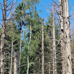Forest destruction caused by spruce bark beetle