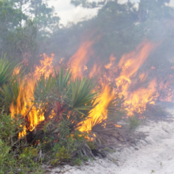 Prescribed burning to maintain scrubby flatwood habitat at Archbold Biological Station, Florida, USA. Photo by Courtney Currier.