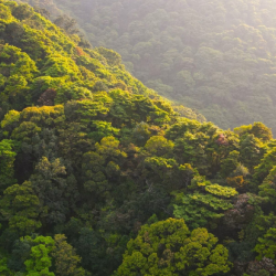 Forests in Hong Kong. Photo by Aland Chan.