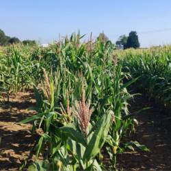 Maize field trials at Niab as part of the CAPITALISE research. Photo credit: John Ferguson.